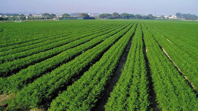 Burguesía venezolana