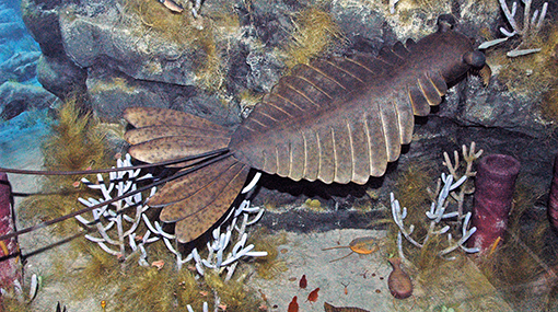 Kambrium eksplosjonen