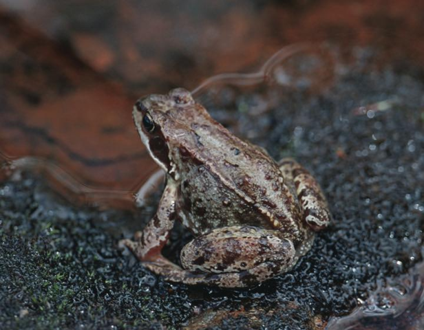 De første amfibiene