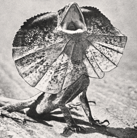 De første krypdyrene