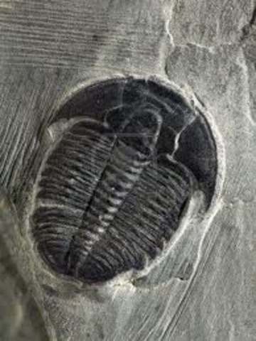 Cambrian Period 570 to 500 MYA