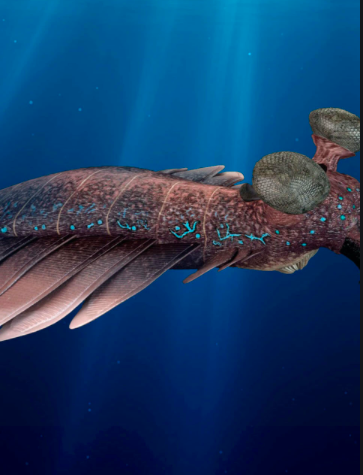 Flercellede organismene