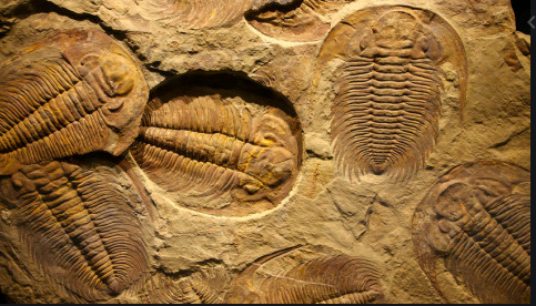 Eldste fossil som er funnet