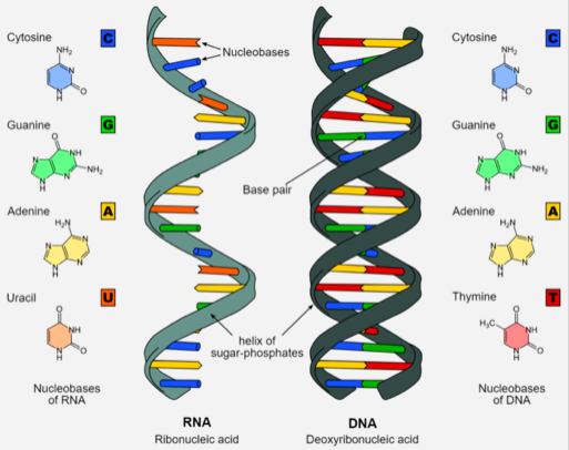 Aminosyrer og RNA