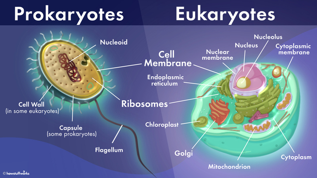De første eukaryote organismene