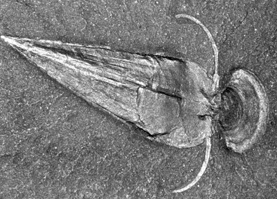 Den kambriske eksplosjonen