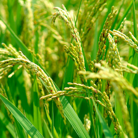 Premières traces de sédentarisation et d'agriculture