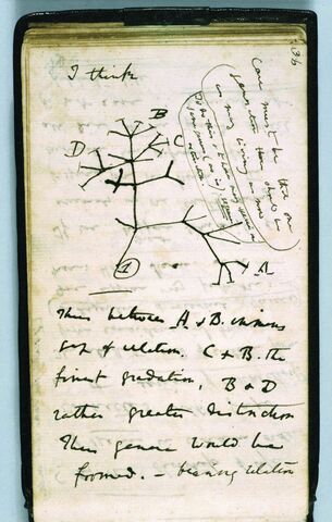 Charles Darwin (Tree of Life)