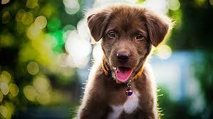 Début de la domestication des animaux