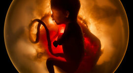 Timeline: Línea del tiempo desarrollo prenatal. - Por José Edén Martínez Bojórquez