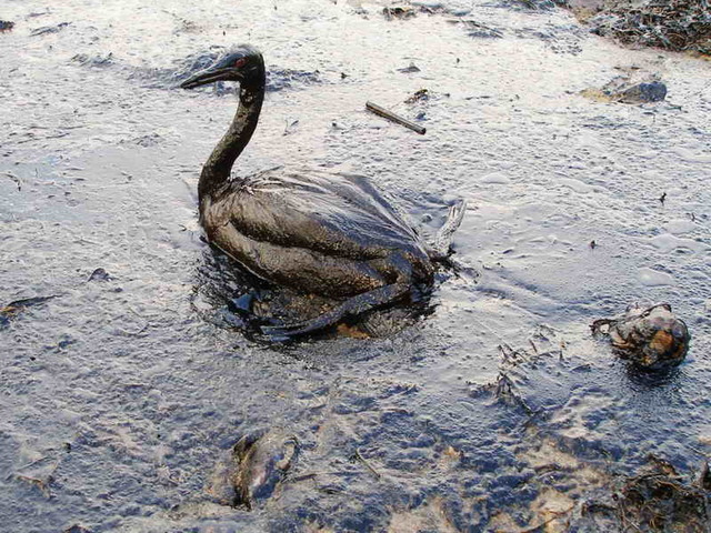 Gulf Shore Oil Spill