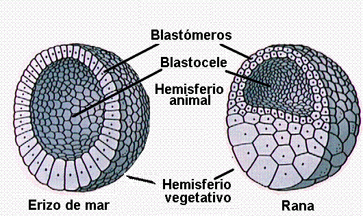 las células interiores de la blástula se diferencian en tres capas de células