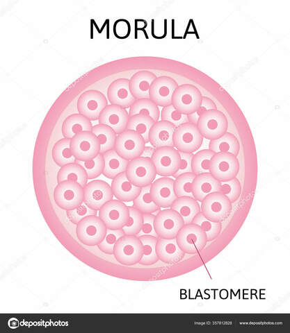 El cigoto se convierte en una mórula