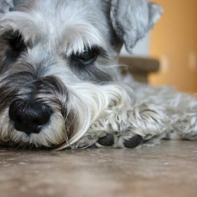 Timeline: Mis queridas mascotas, amigos entrañables