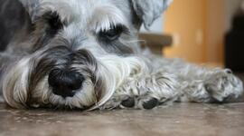 Timeline: Mis queridas mascotas, amigos entrañables