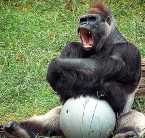 Неодарвинизм