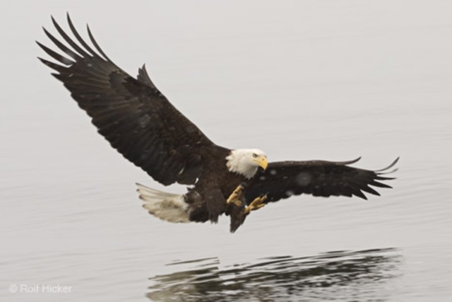 Covenant Christian School