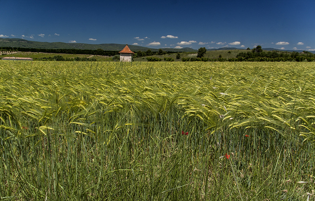 Descobriment de l'agricultura