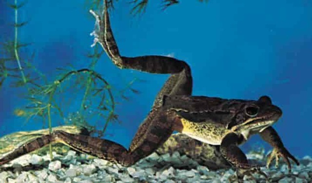 Jordas første amfibier