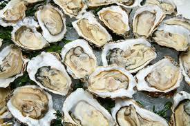 MSX and Its Affects on Oysters