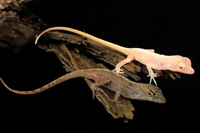 Jordas første krypdyr