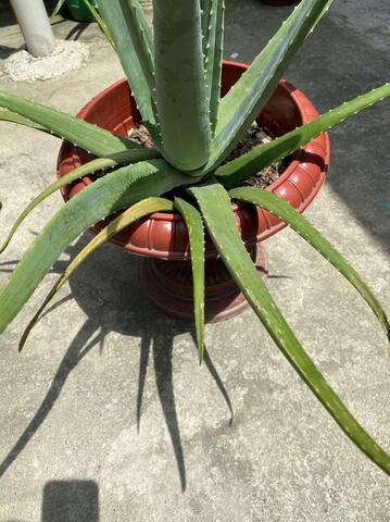 Quinceava semana de cuidado de la planta adoptada