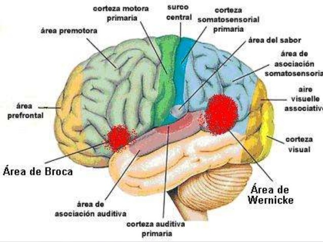 Las corticales cerebrales