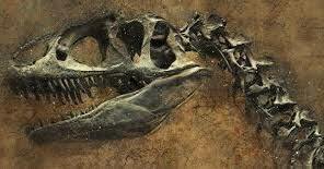 Primera prova fòssil que va trobar sobre la mutabilitat de les espècies