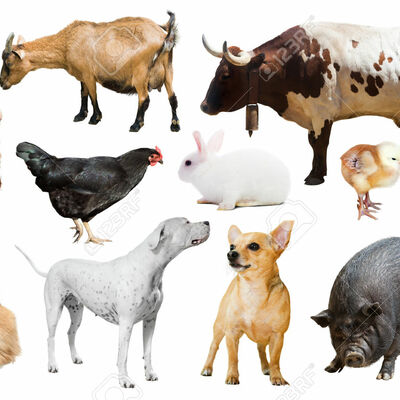 Timeline: Línea del tiempo de la historia de la Medicina Veterinaria