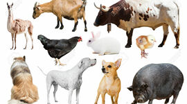 Timeline: Línea del tiempo de la historia de la Medicina Veterinaria