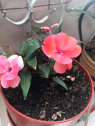 Cronología de la planta  - semana 11