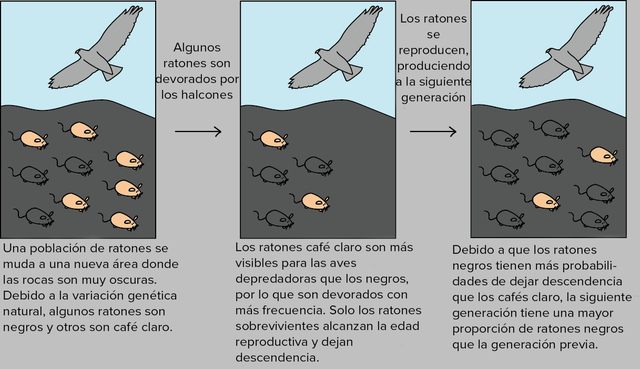 Remuntada del Neodarwinisme o síntesi evolutiva. (recuperació de les idees)