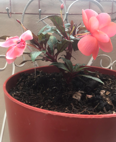 Cronología de la planta  - semana 12