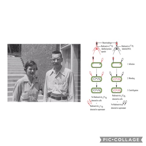 Alfred Hershey & Martha Chase