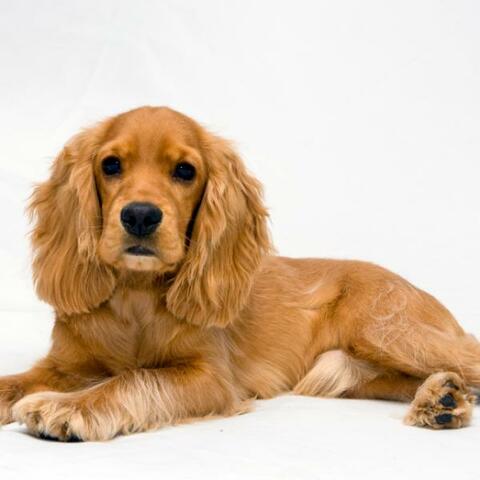 Una princesa latosa: Diva