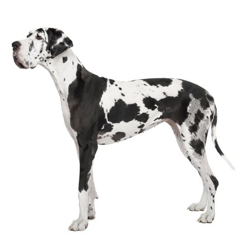 Una gigante en mi vida: Dominik