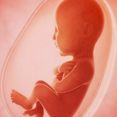 Timeline: Patologías Que Ocurren Durante El Desarrollo Bucomaxilofacial