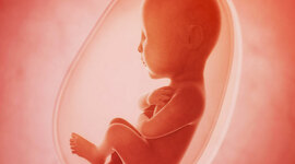 Timeline: Patologías Que Ocurren Durante El Desarrollo Bucomaxilofacial