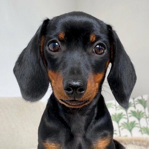 Una salchicha incomible: Cucaracha