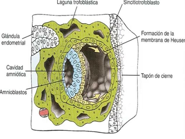 3ra  Semana Gastrulación