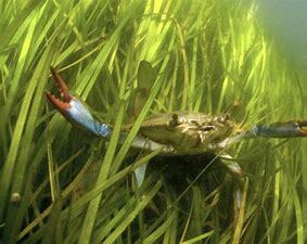 Blue Crab Population Decrease