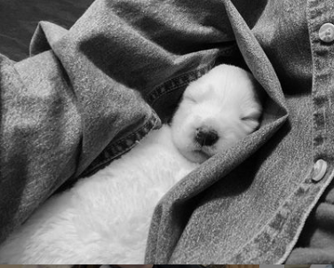 Witnessing birth of Puppies