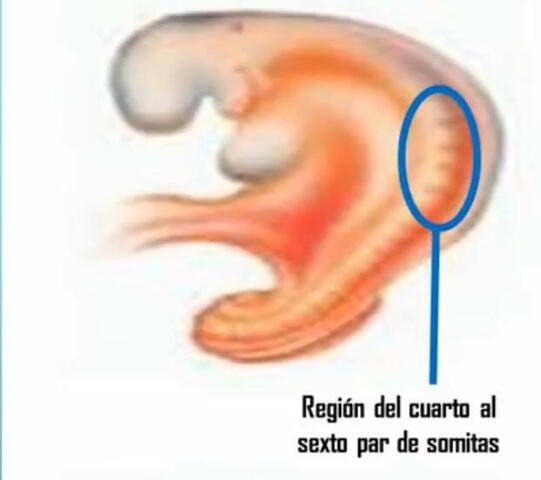 Día 22 y 23 : 4 Semana