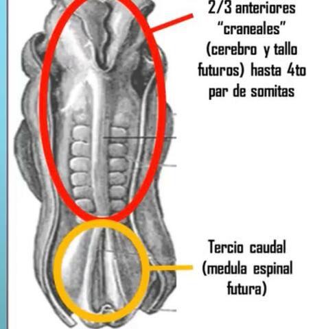 CIERRE DEL TUBO NEURAL SEMANA 6
