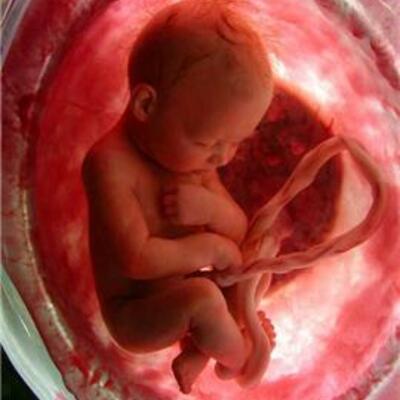 Timeline: Desarrollo Neuro Embrionario