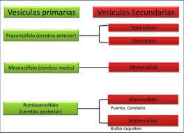 VESÍCULA SECUNDARIA