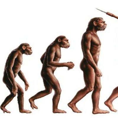 Timeline: Primats a homínids