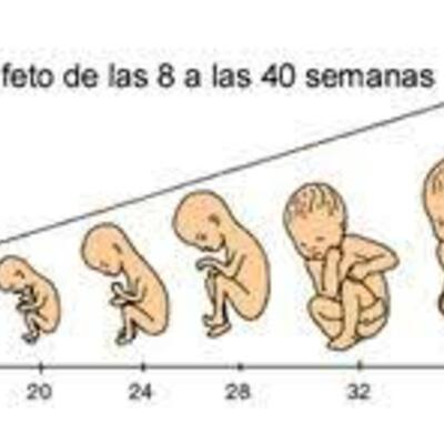 Timeline: Desarrollo Prenatal - Parto