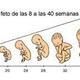 Prenatal   parto