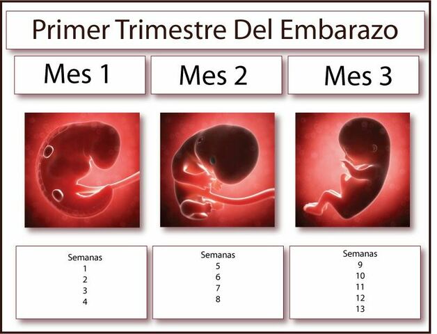 Primer Trimestre